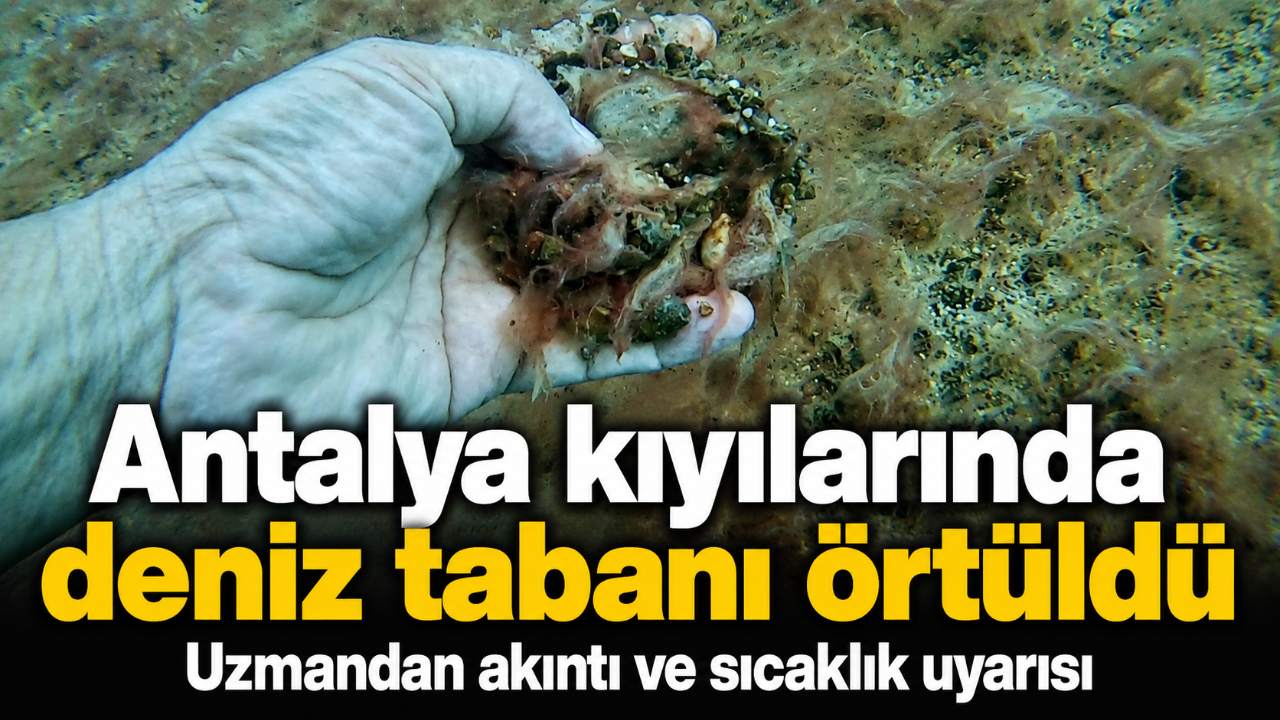 Antalya kıyılarında deniz tabanını kaplayan peltemsi tabaka endişelendirdi