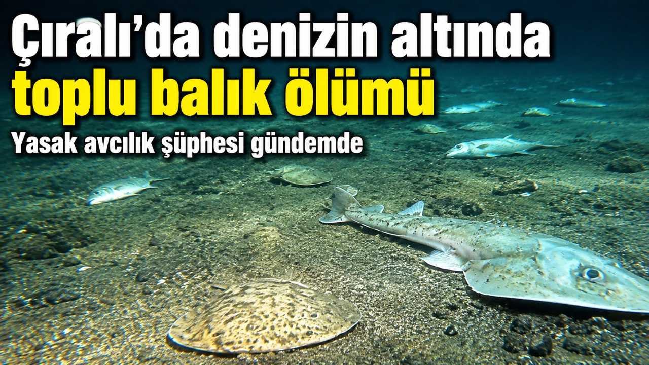 Antalya Çıralı'da çok sayıda ölü balık görüntülendi