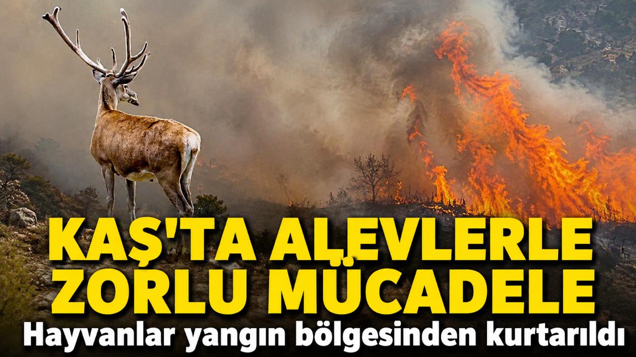 Kaş'ta orman yangını: Hayvanlar alevlerin arasından kurtarıldı