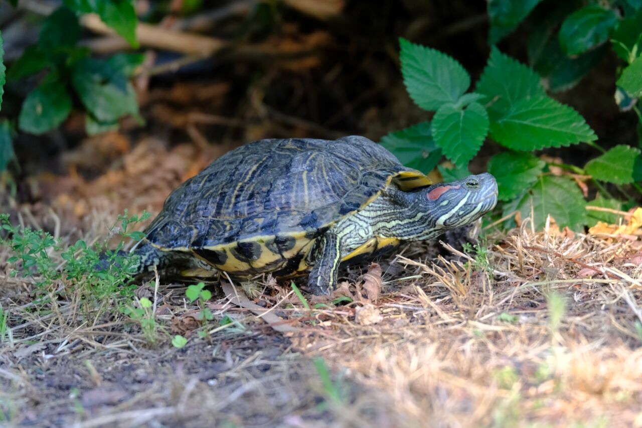 Antalya'daki bu park açık hava akvaryumunu andırıyor