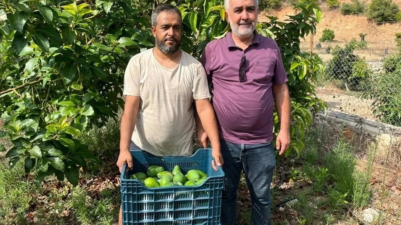 Antalya’da avokado bahçelerinde hasat dönemi sürüyor