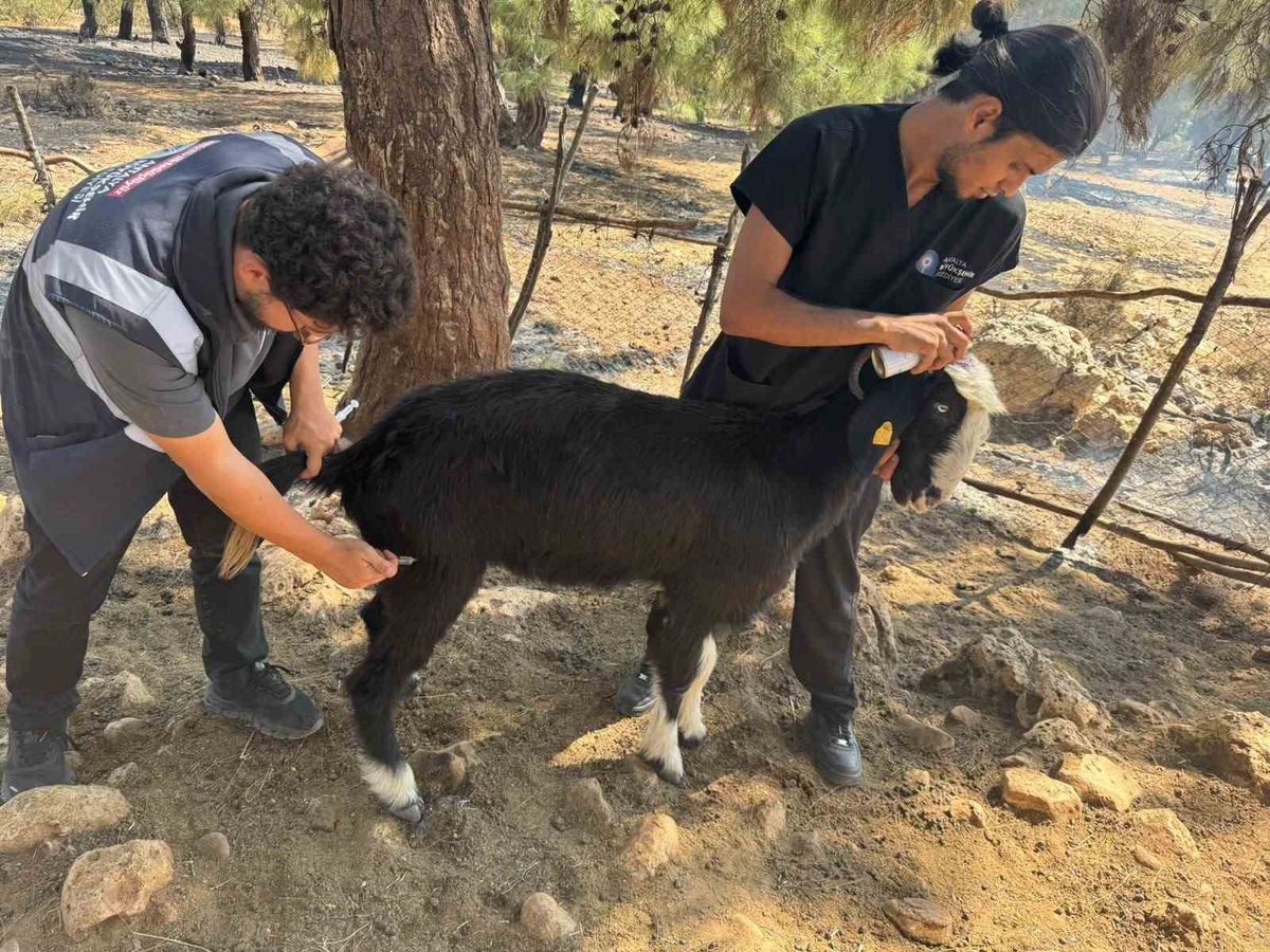 Antalya’da veteriner ekipleri hayvanları kontrol ediyor