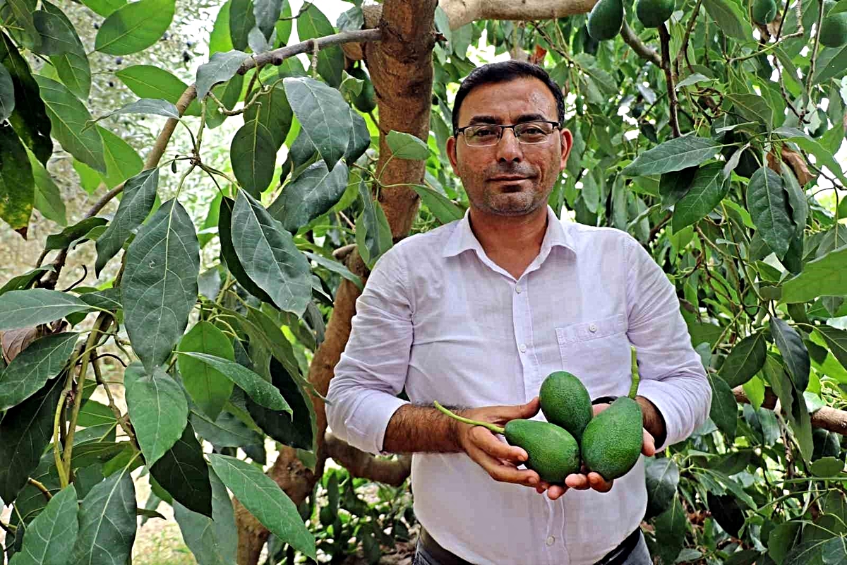 Alanya’da üretici avokado hasadını gösteriyor
