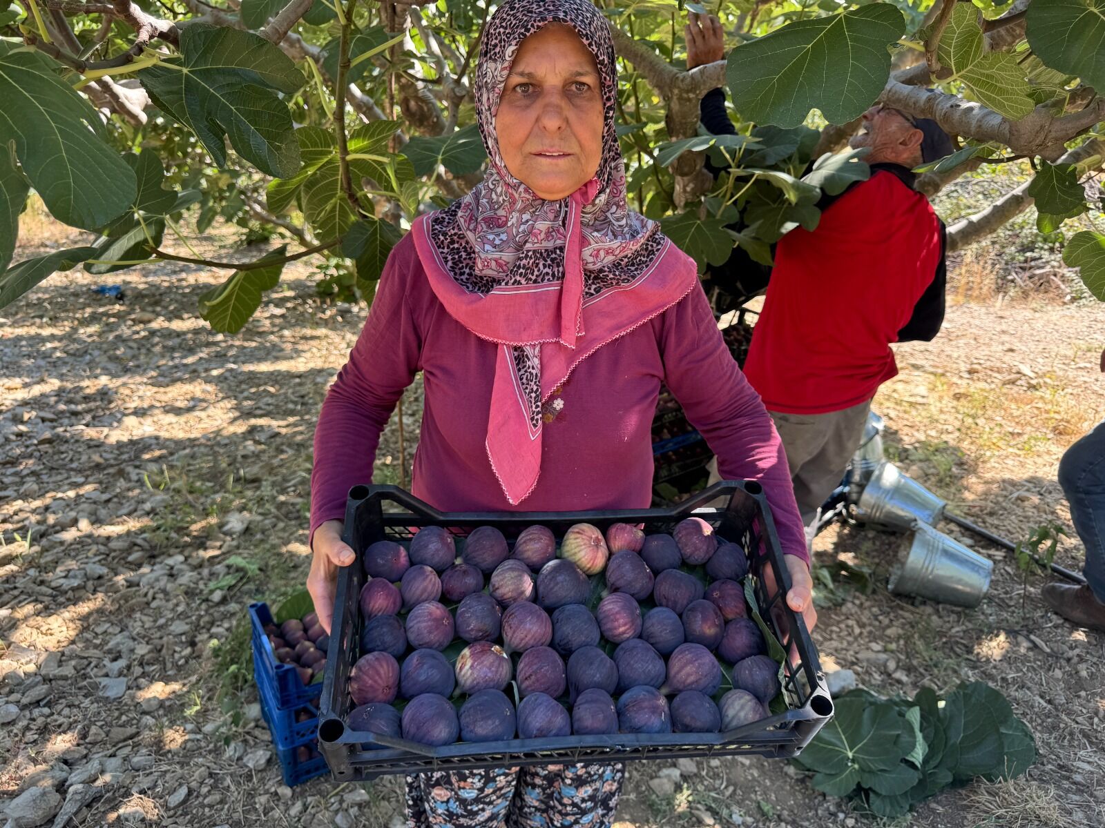 İbradı’da dallarda olgunlaşan siyah incirler