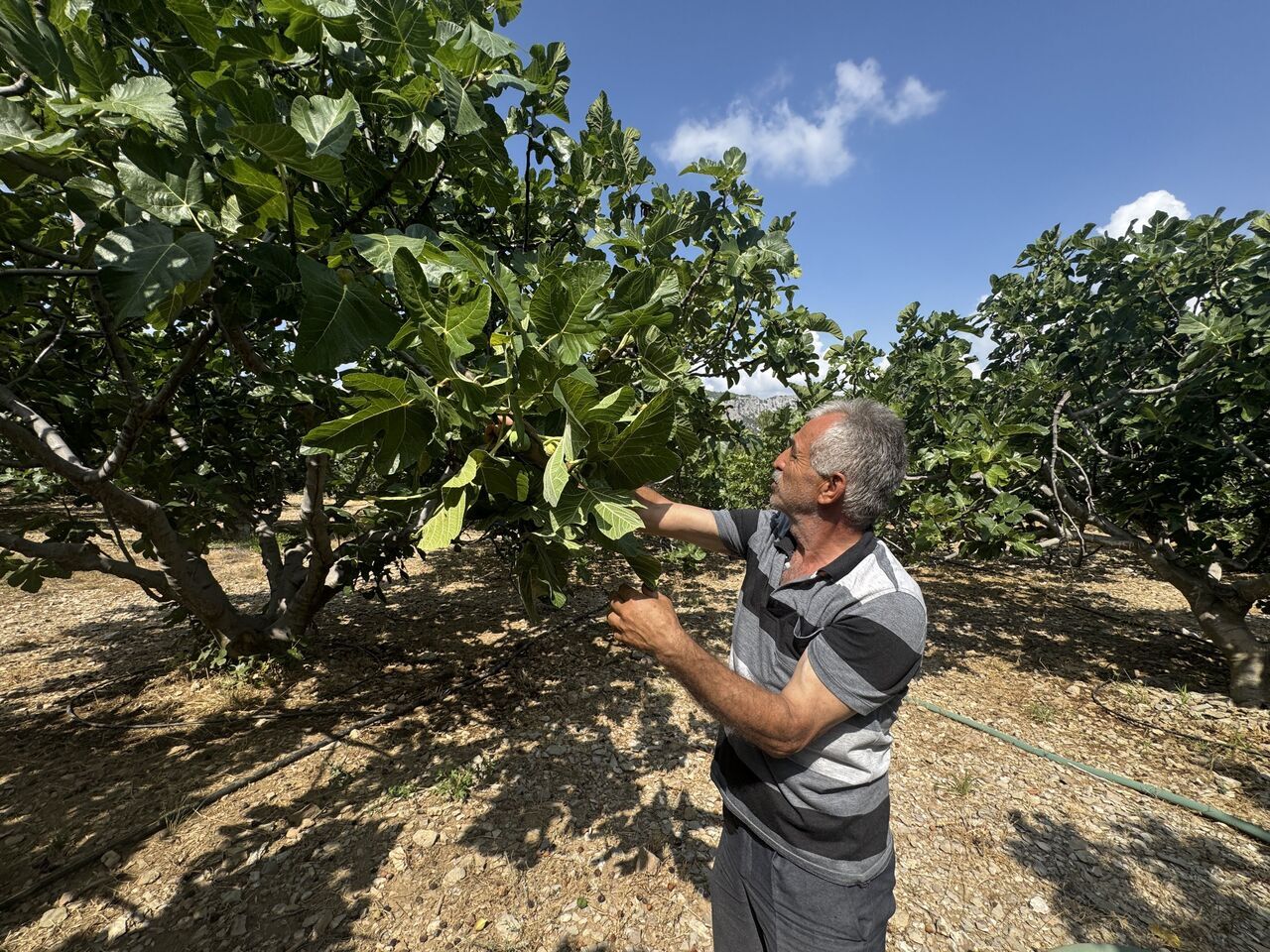 Ürünlü’de üretici incir bahçesini kontrol ediyor