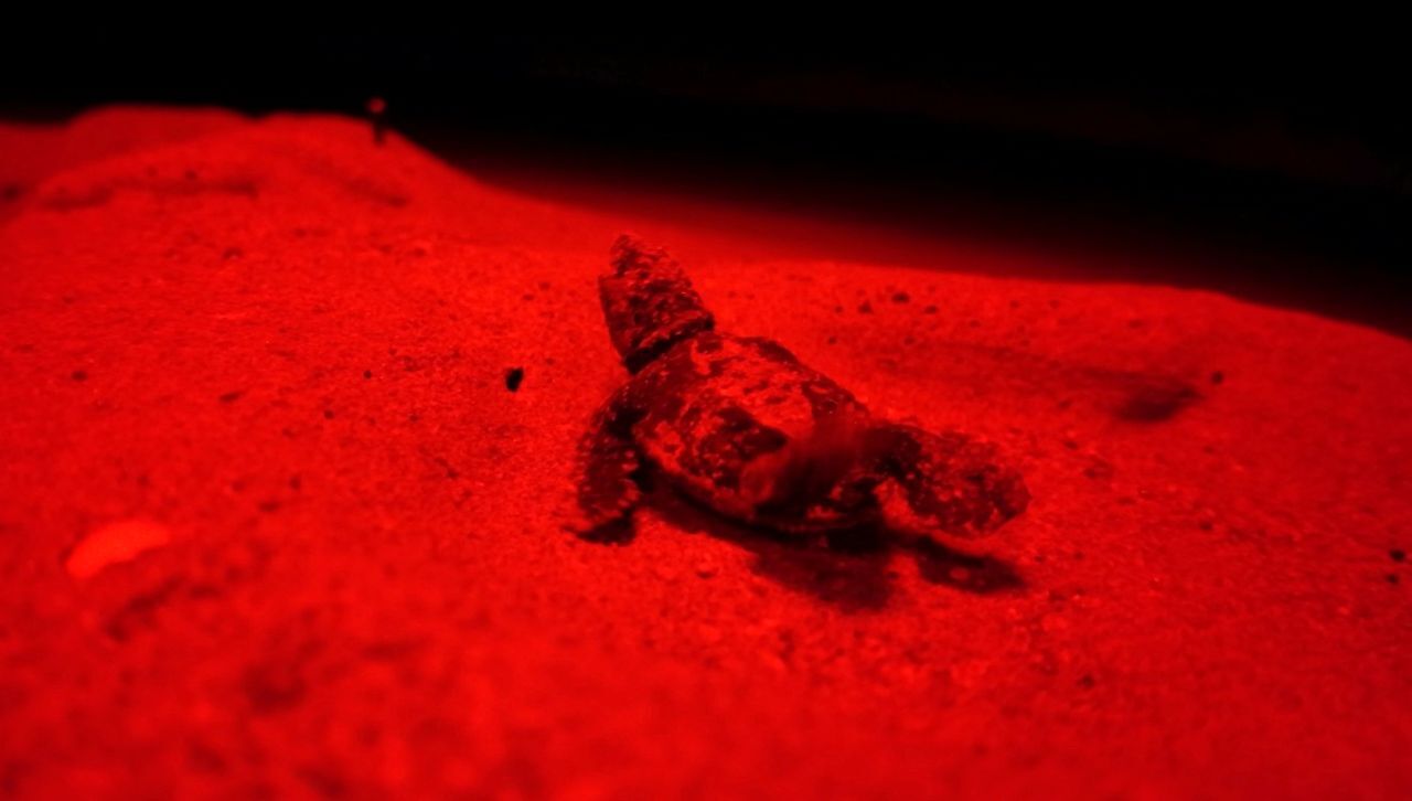 Manavgat kıyısında caretta yavruları denize ilerliyor