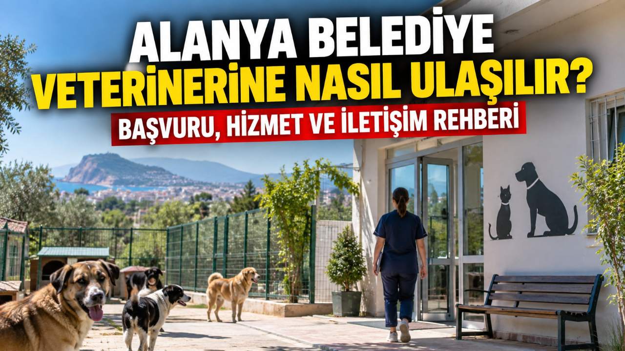 Alanya belediye veterinerine nasıl ulaşılır? Hizmet rehberi