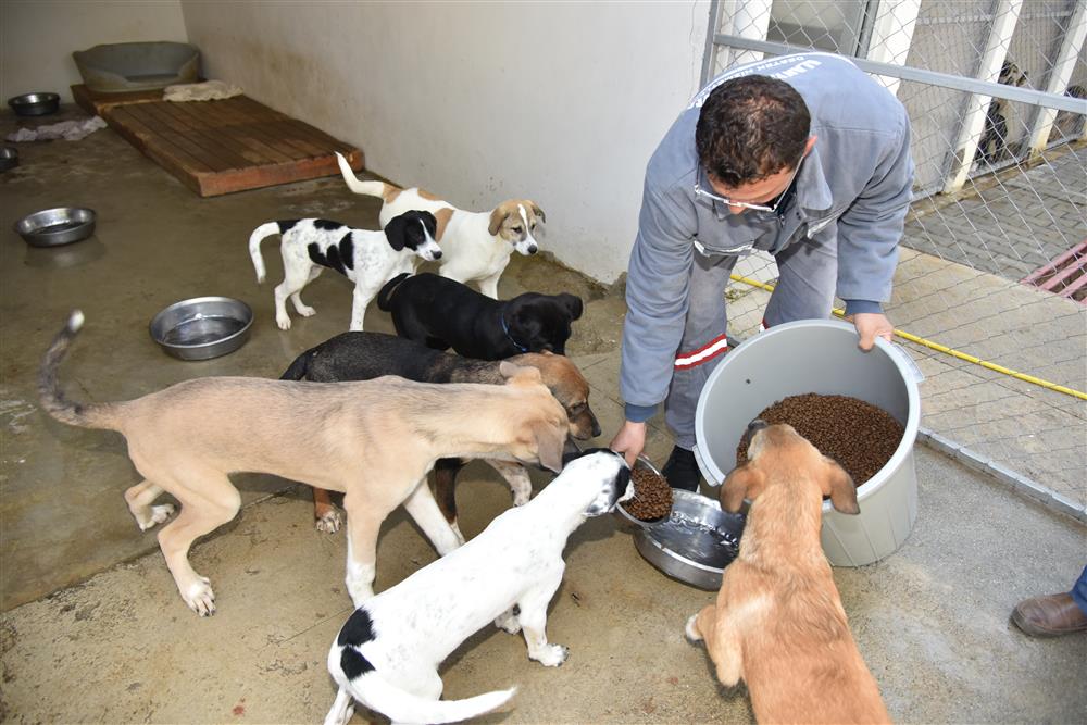 Demirtaş bakımevinde köpekler besleniyor
