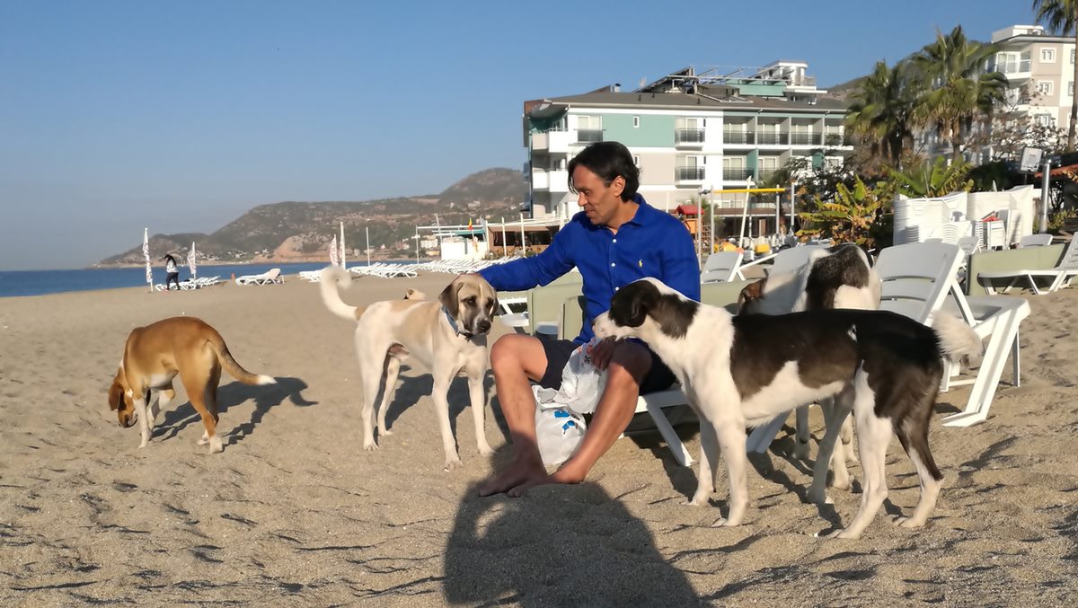 Alanya sahilinde köpekler plajda geziyor