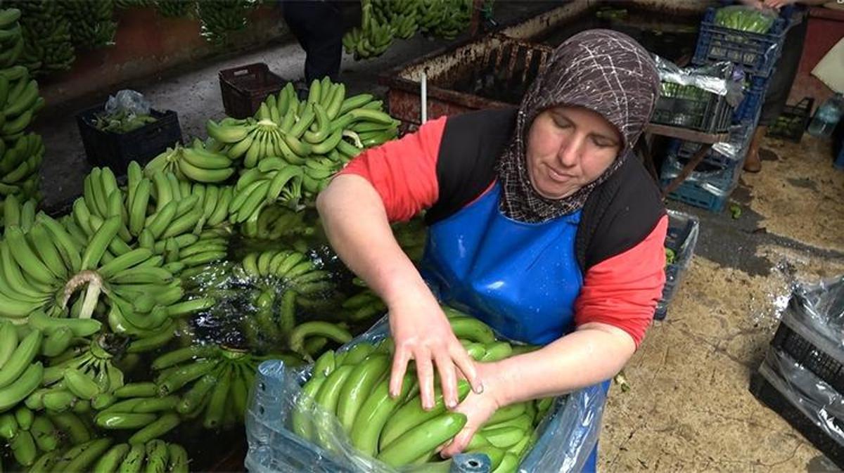 Alanya’da muzlar halde paketleniyor