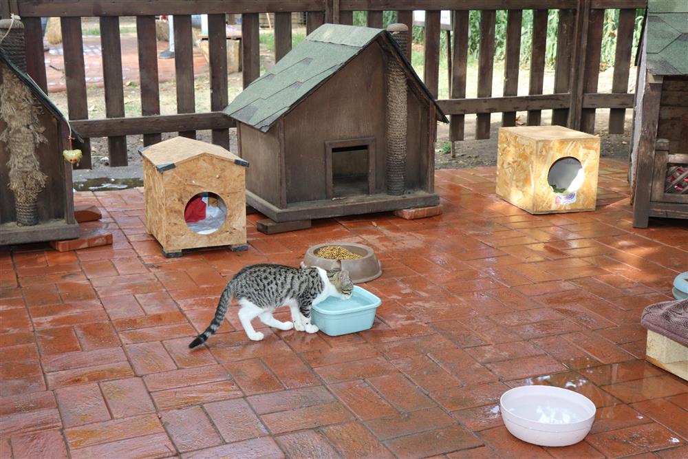 Alanya’da kedi beslenme alanı kullanılıyor