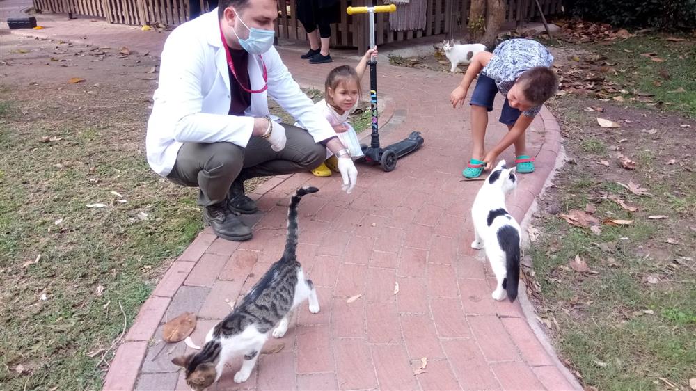 Alanya’da kediler geçici beslenme alanında