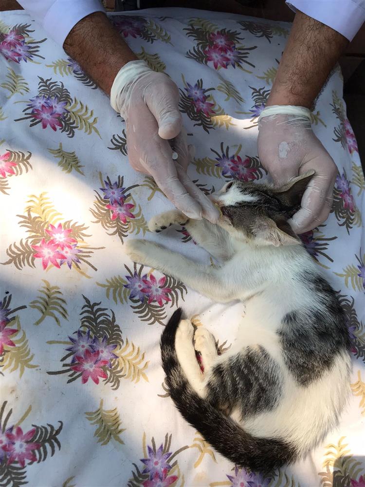 Alanya'da kediye veteriner müdahalesi yapılıyor