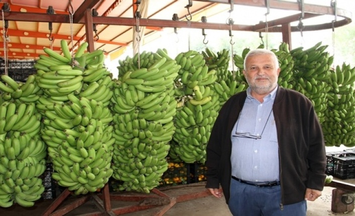 Alanya halinde yerli muz demetleri