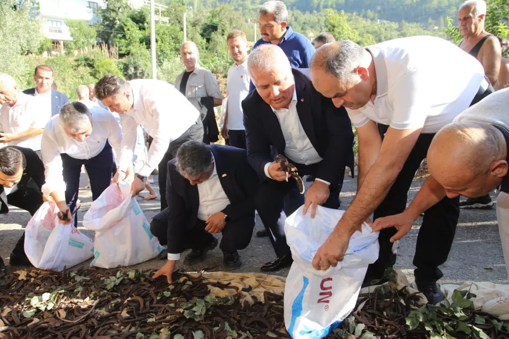 Oba Alacami’de keçiboynuzları toplanıyor