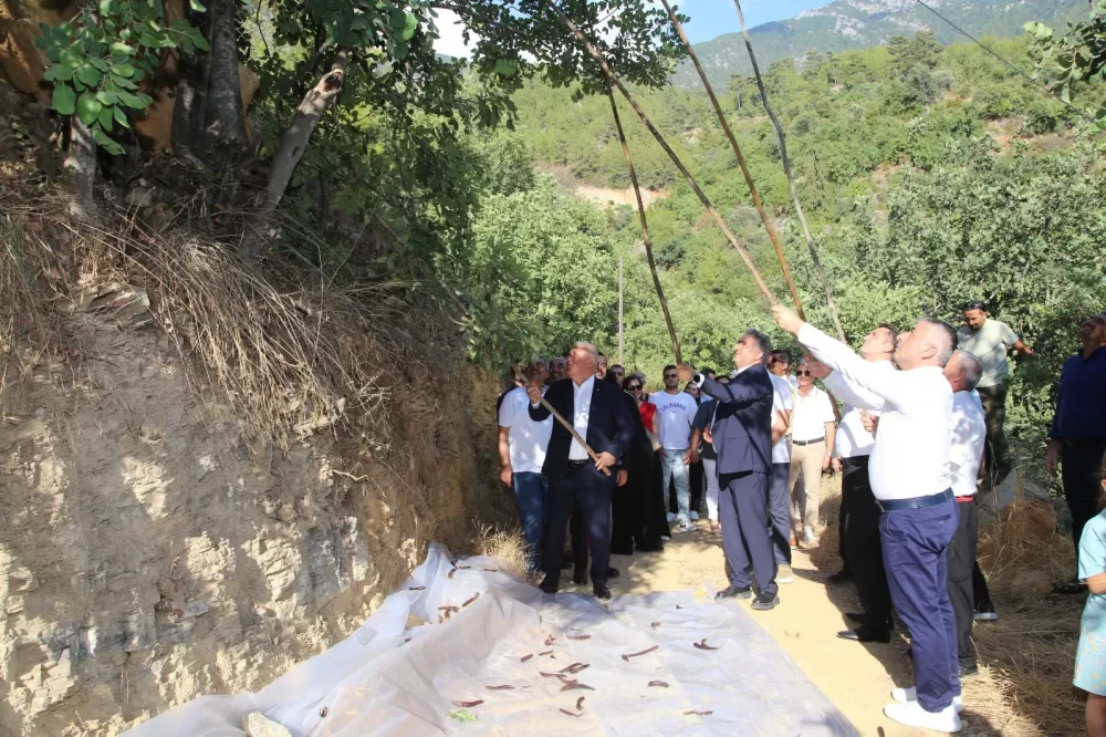 Alanya’da üreticiler keçiboynuzu hasadında