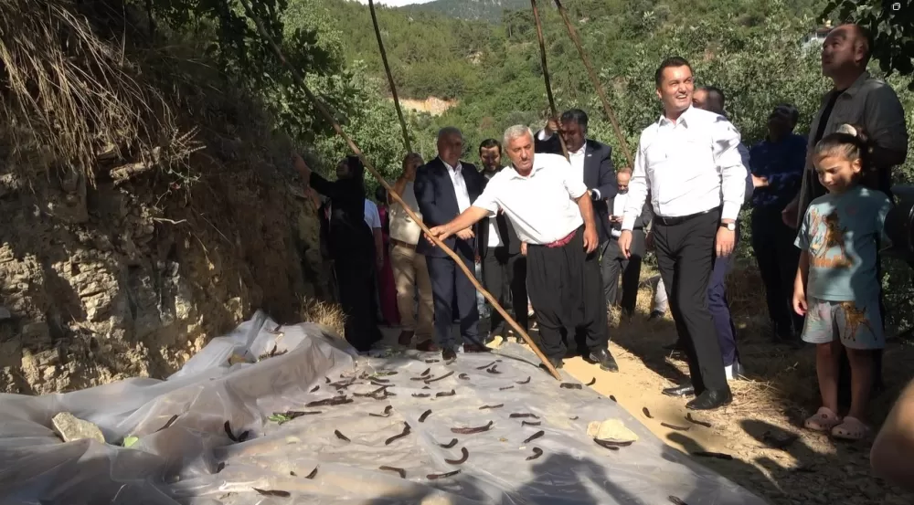 Oba Alacami’de hasat çalışması sürüyor