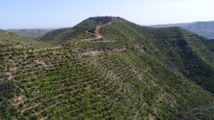 Manavgat’ta yanan yamaçlar yeniden yeşeriyor