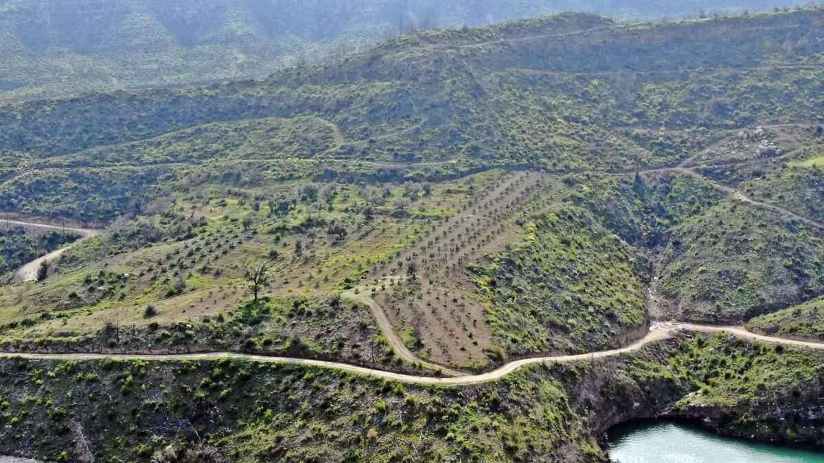 Manavgat’ta ağaçlandırılan sahalar yeşile dönüyor