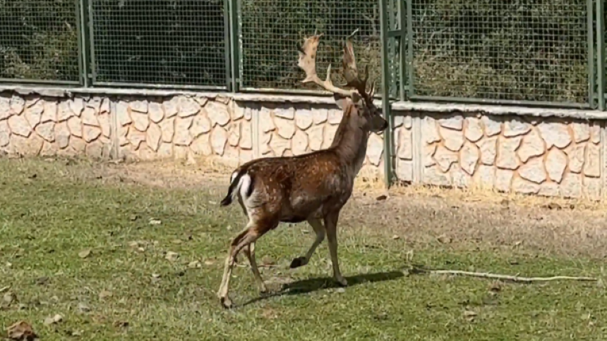 Tel örgüyle çevrili alanda koşan alageyik