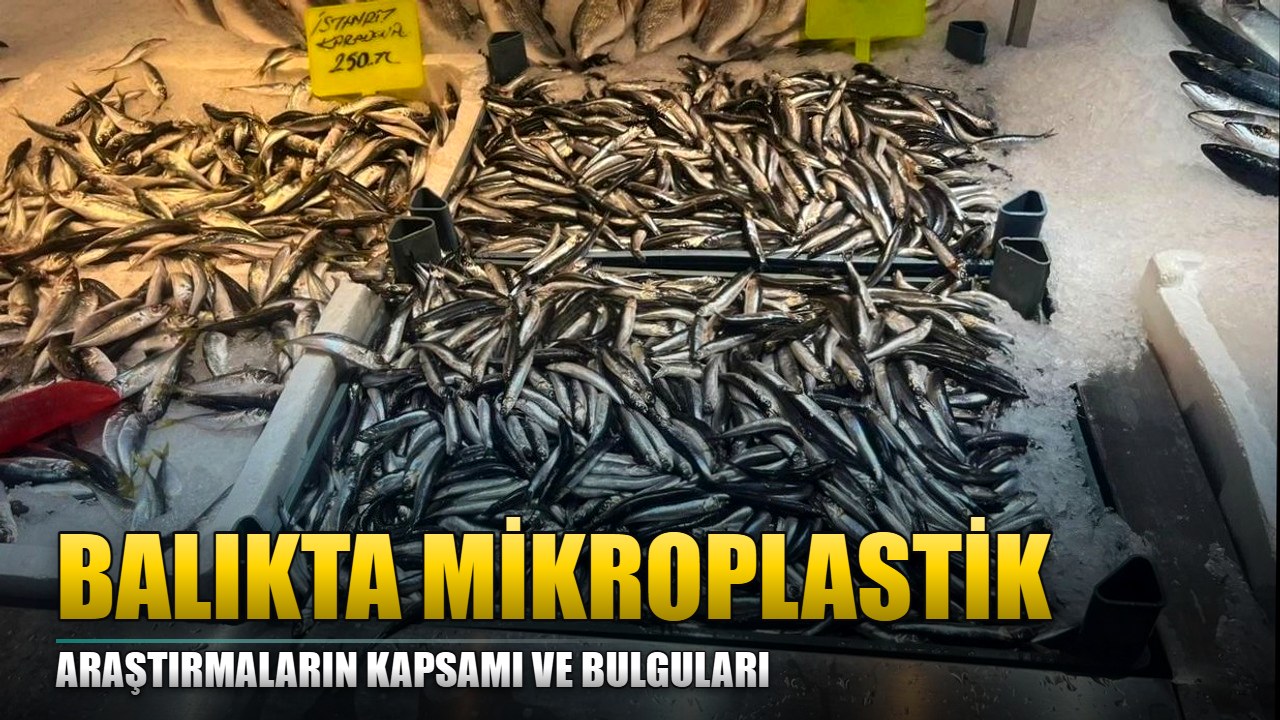 Antalya ve Alanya için balıkta mikroplastik bulguları