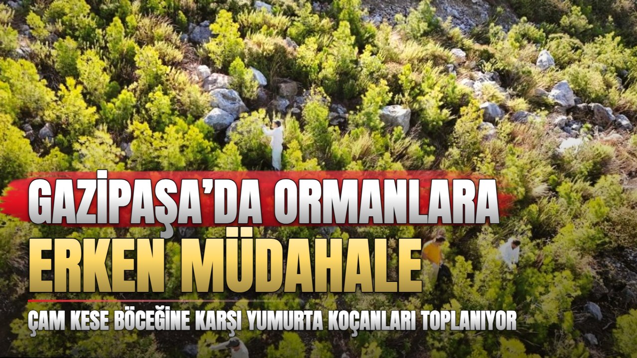 Gazipaşa’da çam kese böceğine yumurta aşamasında müdahale