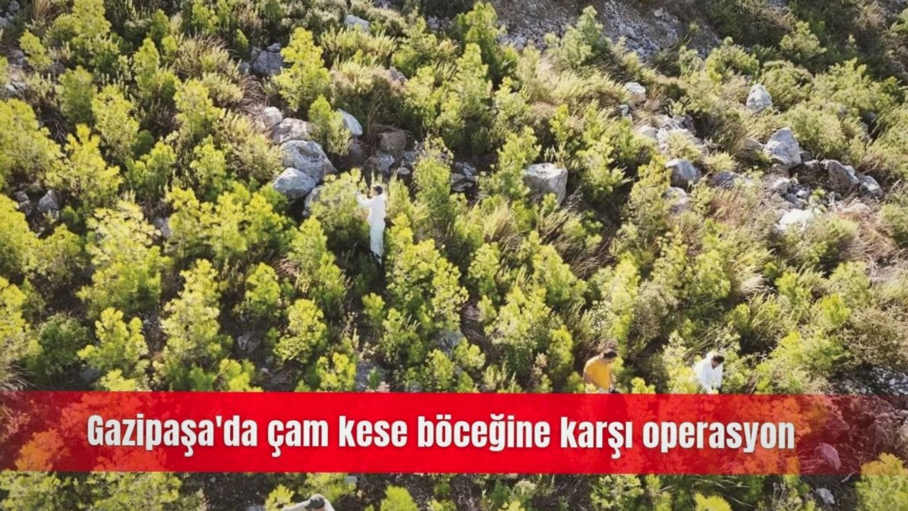 Gazipaşa’da çam kese böceğine yumurta aşamasında müdahale