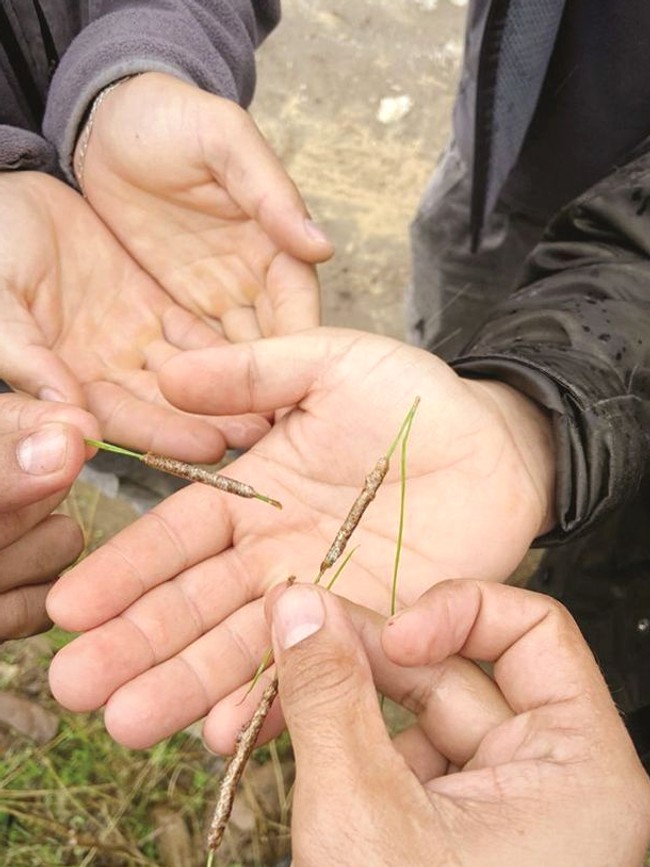 Gazipaşa’da çam kese böceğine yumurta aşamasında müdahale