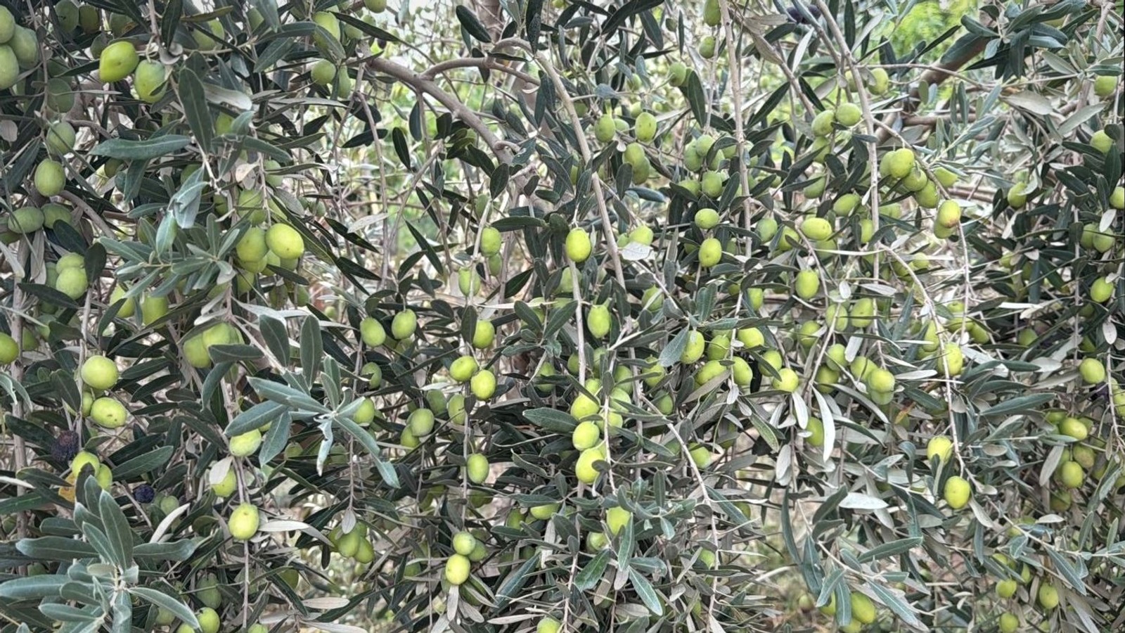 Antalya’da zeytinliklerde yeni sezon hasat dönemi