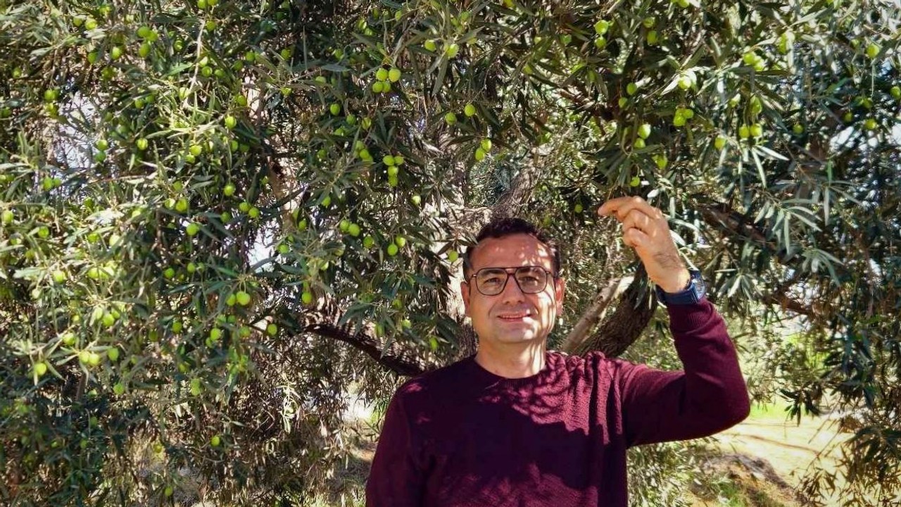 Zeytinpark’ta sofralık zeytinlerin toplanma zamanı