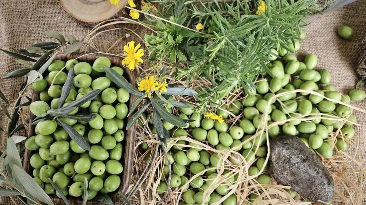 Antalya’da zeytin üretiminde verimli sezon beklentisi