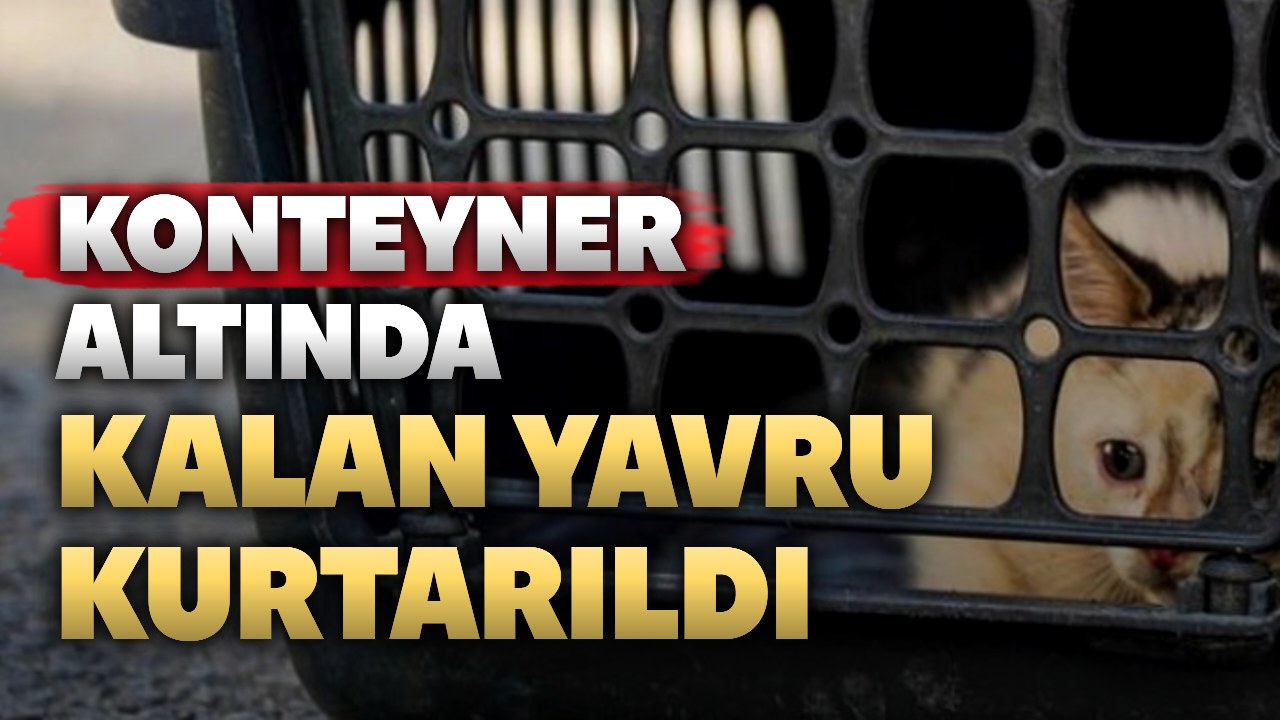 Konyaaltı’nda konteyner altında kalan kedi kurtarıldı