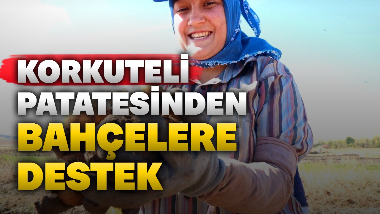 Antalya’da faydalı böcek üretimine Korkuteli patatesi desteği