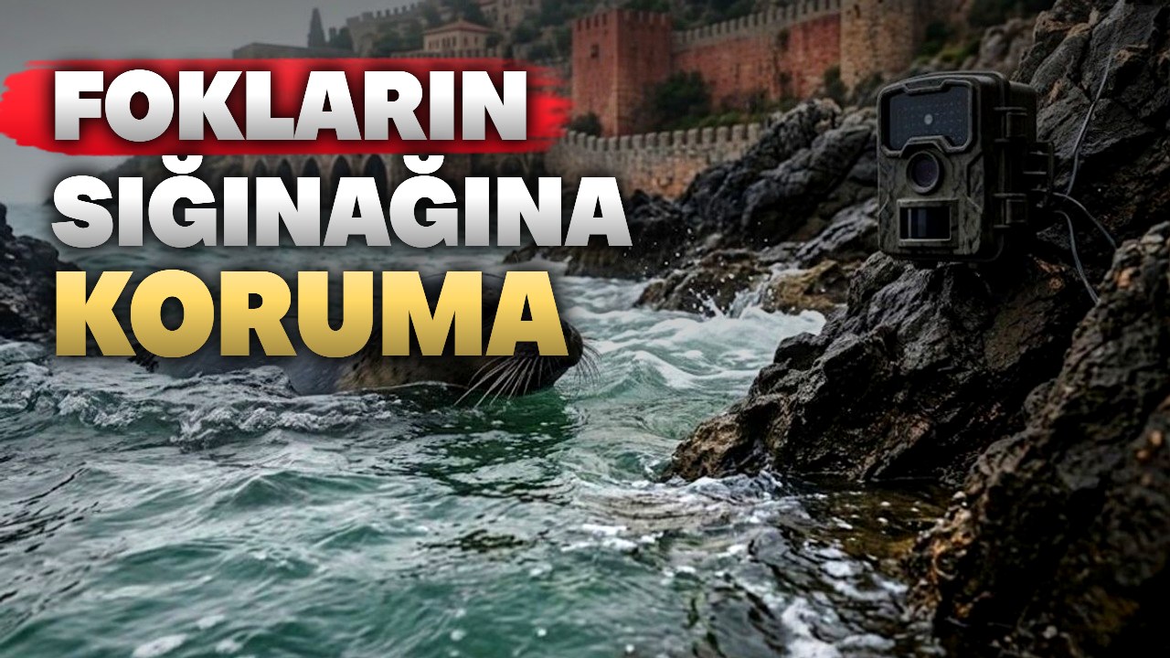 Alanya’da fok mağaralarına fotokapanlı koruma önlemi